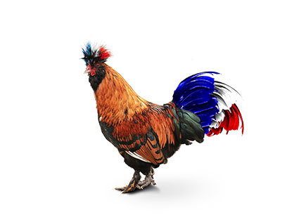 le coq