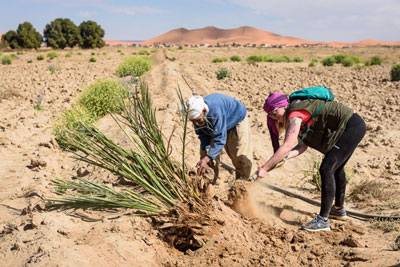 plantations-palmiers-babelraid-excelia
